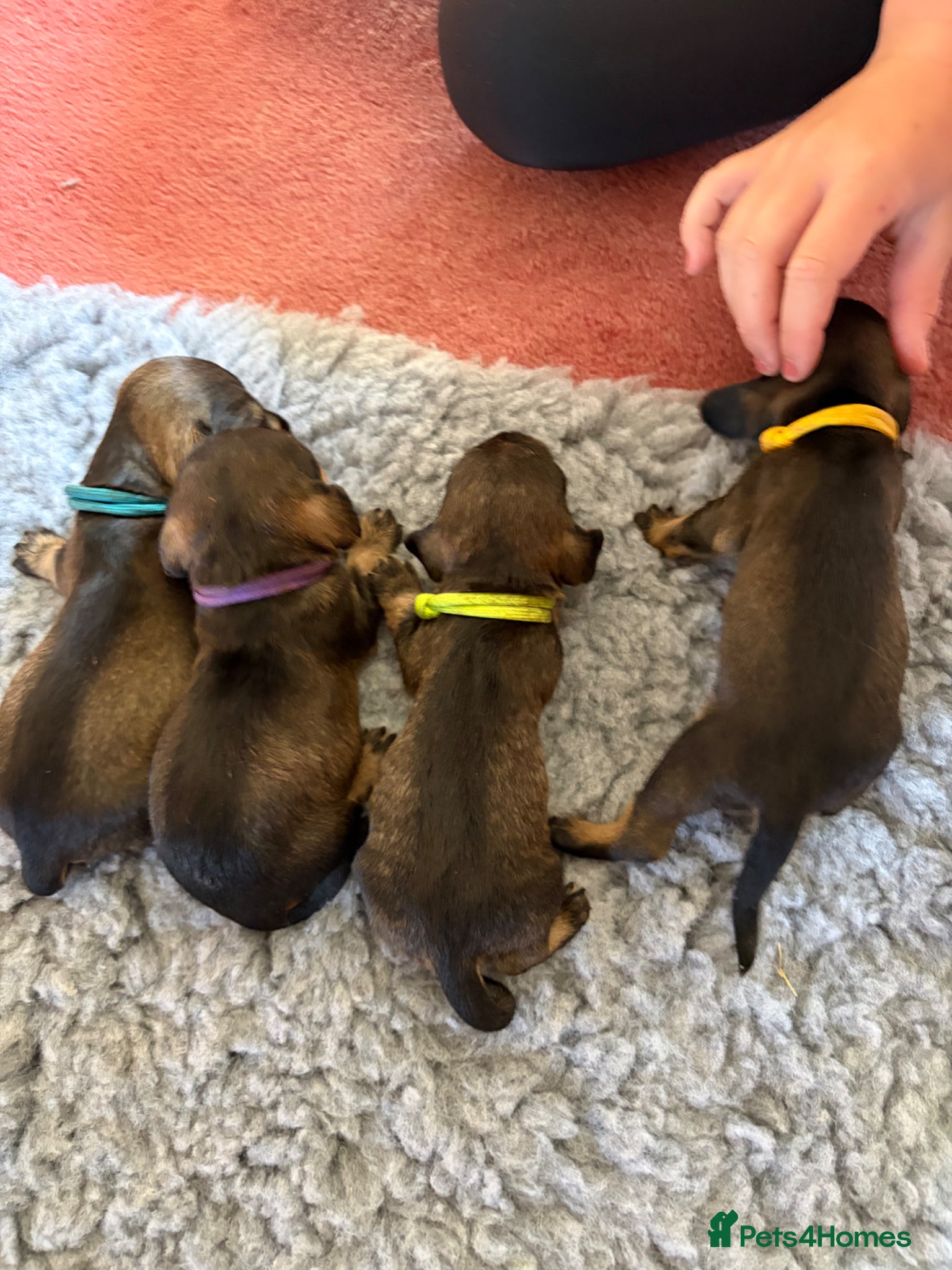 Dachshund dogs for sale: Beautiful Pedigree Wire-Haired Dachshund Puppies - Advert 9