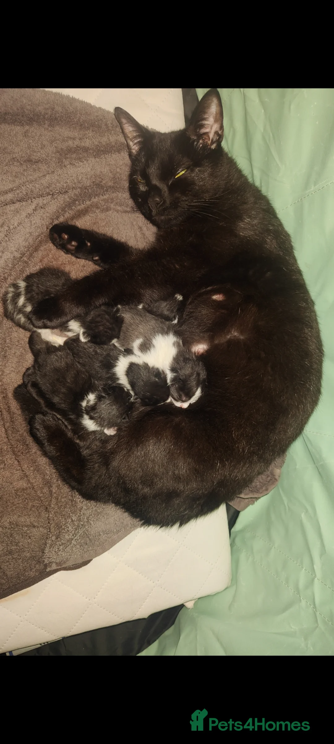 Turkish Van cats for sale: Turkish Van x kittens  in Shotts - Advert 7