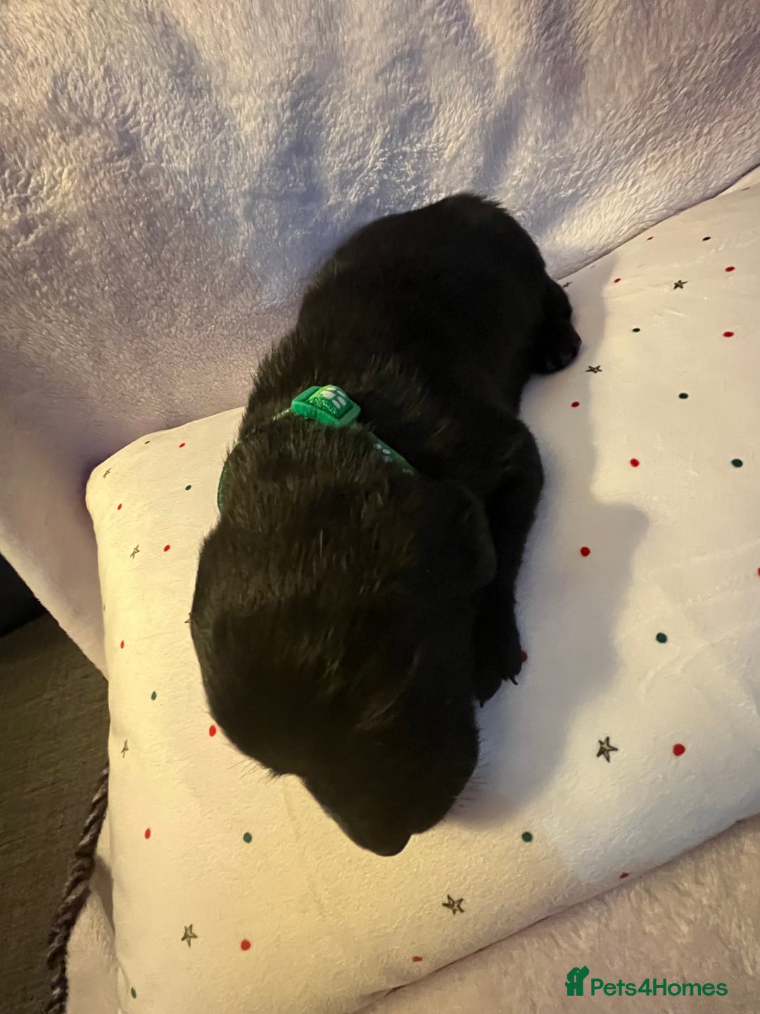 Labrador Retriever dogs for sale: 3 beautiful black Labrador retrievers - Advert 8