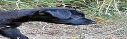 Patterdale Terrier dogs for sale: 2x Patterdale puppies - female - available now - Advert 13