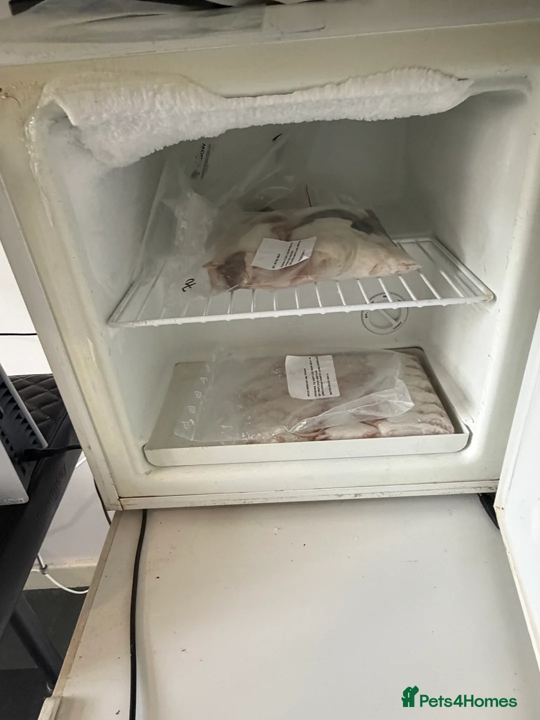 Python Snake reptiles for sale: Royal pythons and cornsnakes with set up - Advert 15