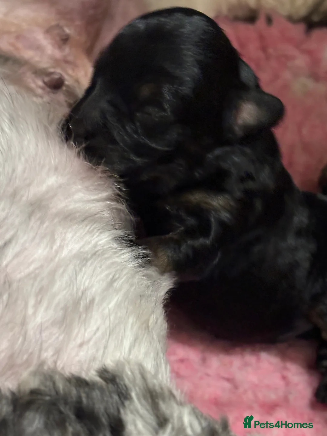 Maltipoo dogs for sale: 💎 Adorable Maltipoo Puppies ❤️ - Advert 14