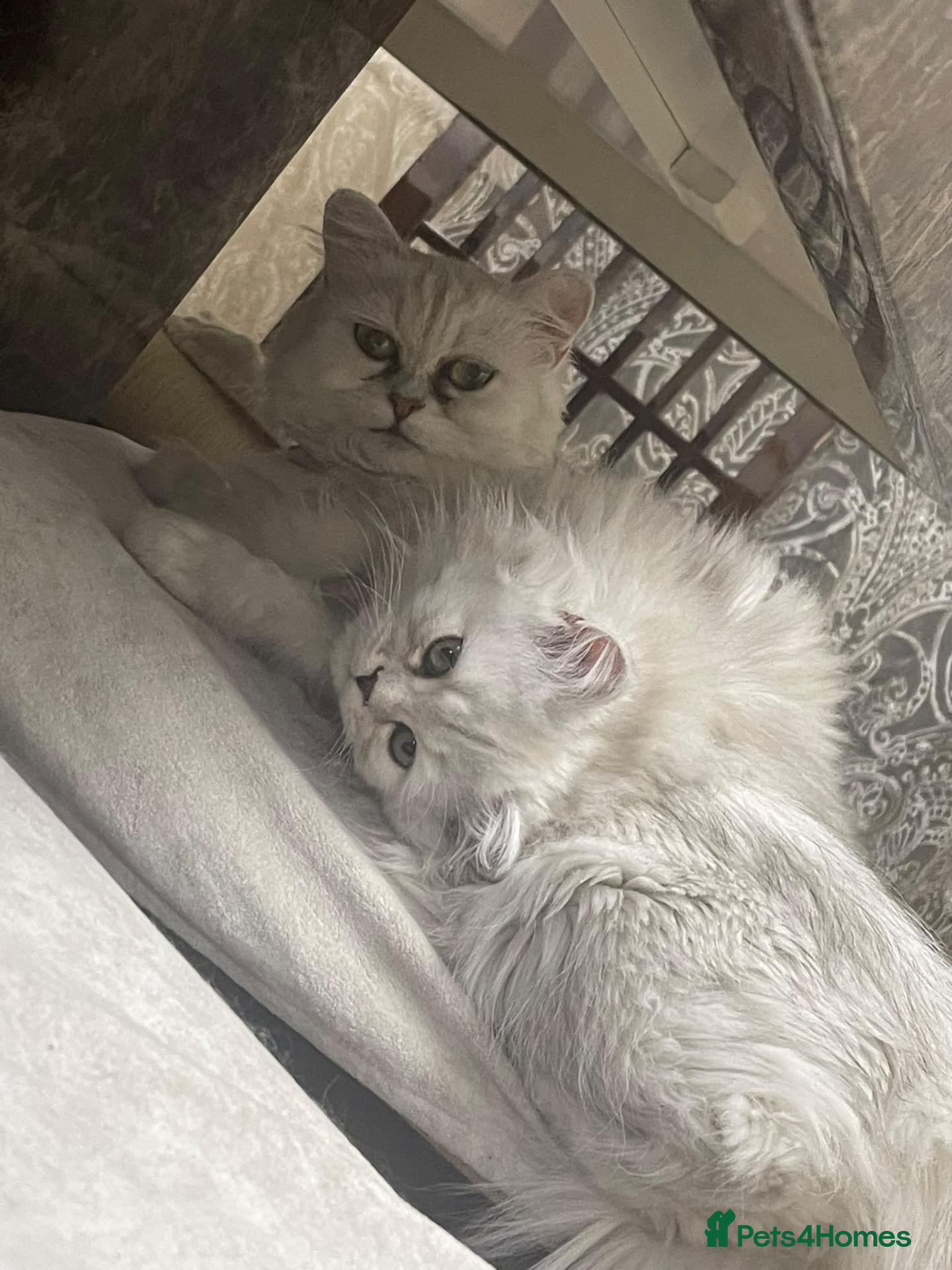 Persian cats Beautiful Persian Kittens Looking for Loving Homes - Advert 6