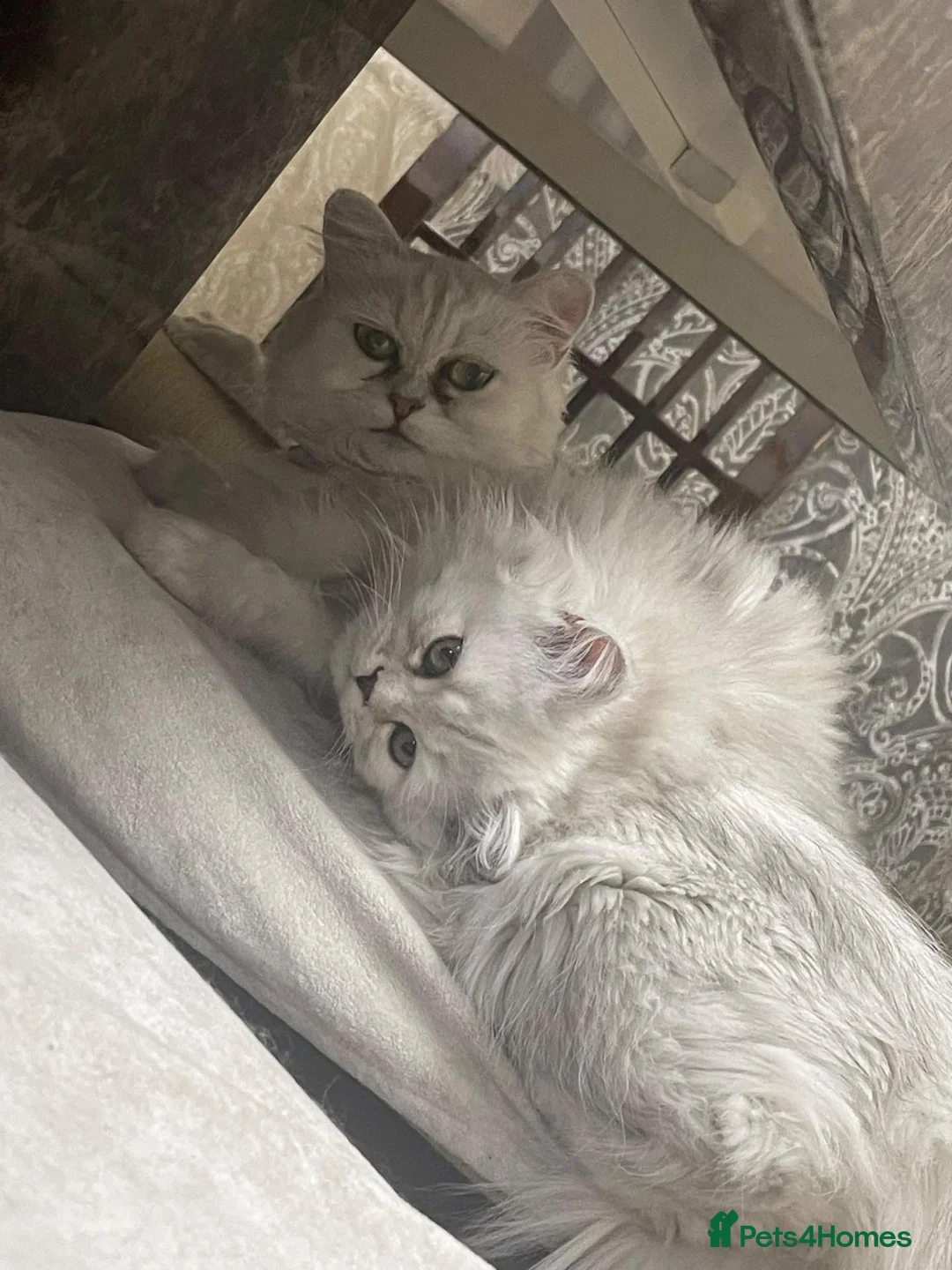 Persian cats for sale: Beautiful Persian Kittens Looking for Loving Homes - Advert 1
