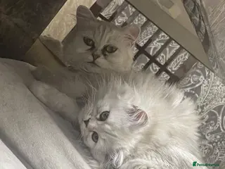 Persian cats Beautiful Persian Kittens Looking for Loving Homes - Advert 5