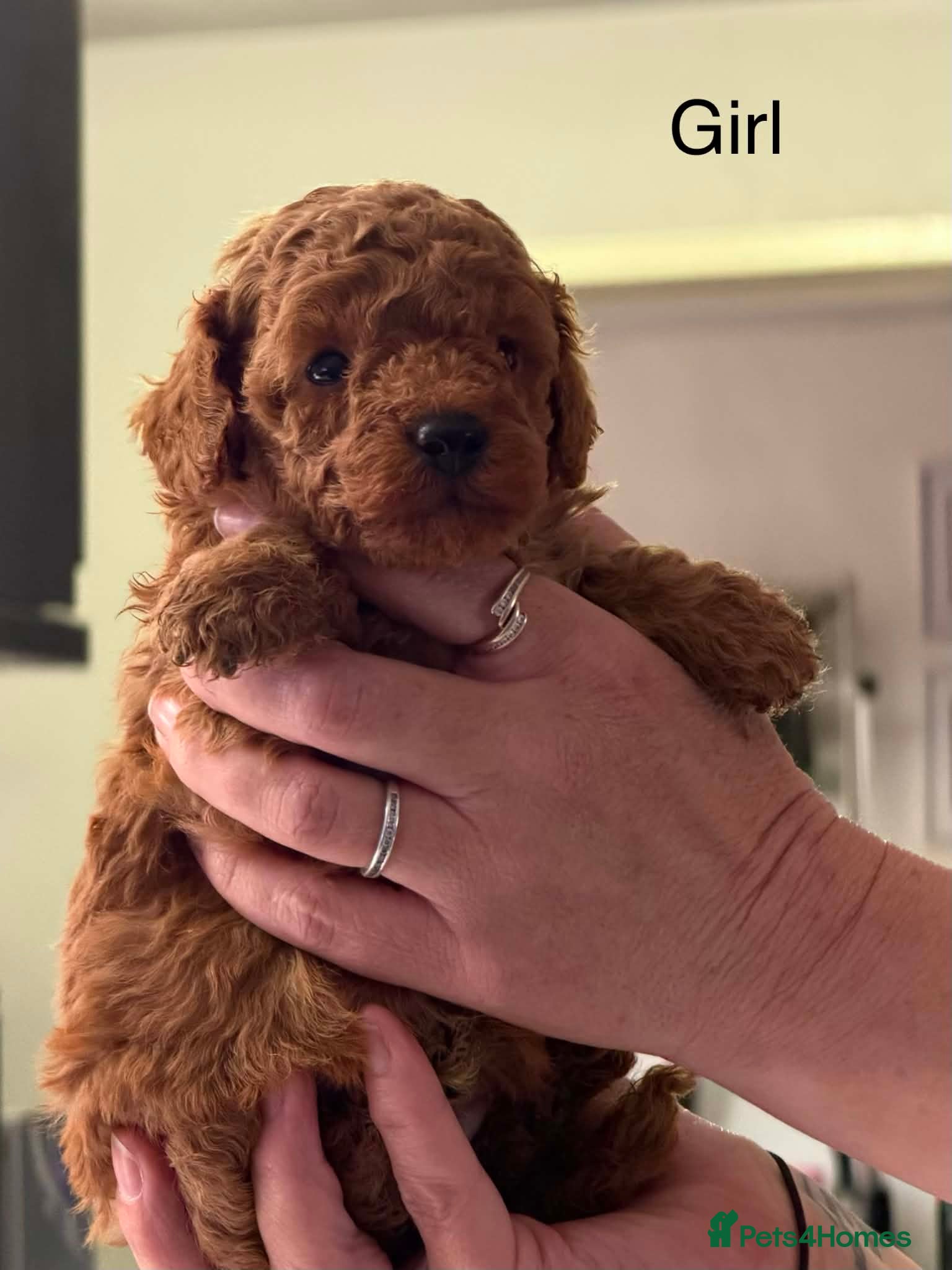 Toy Poodle dogs Stunning  toy poodle puppies  - Advert 3