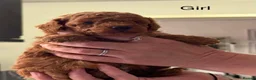 Toy Poodle dogs for sale: Stunning  toy poodle puppies  - Advert 1