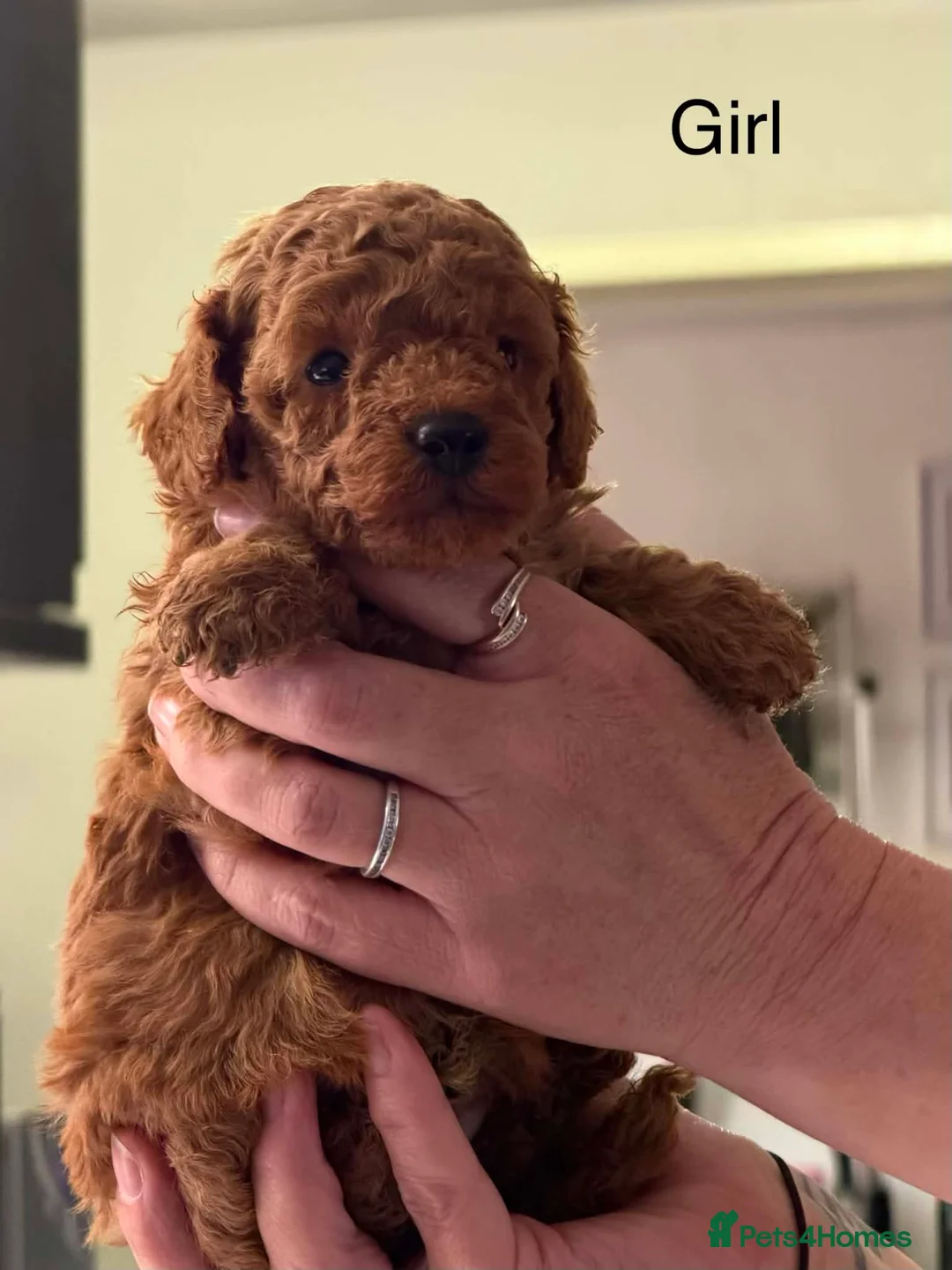 Toy Poodle dogs for sale: Stunning  toy poodle puppies  - Advert 1