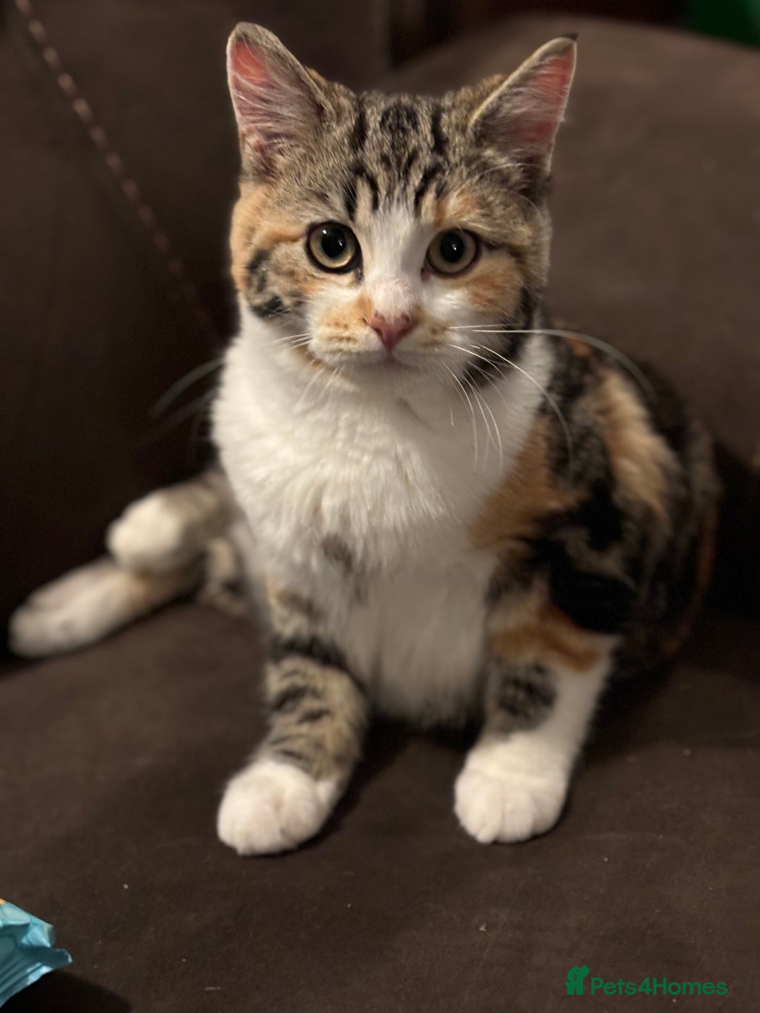 British Shorthair cats for sale: Rehoming older cat 1 year olds - Advert 6