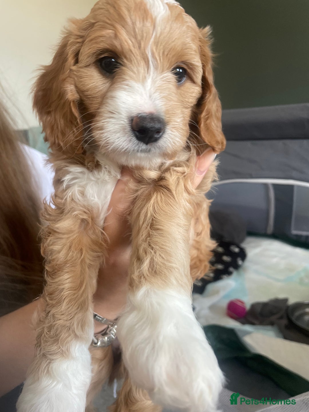 Cockapoo dogs for sale: 4 beautiful cockapoo puppies can be now be viewed  - Image 7