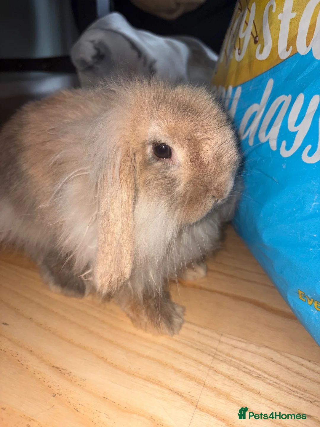 Mixed Breed rabbits for sale: Rehoming bunny  in Hatfield - Advert 2