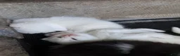 Turkish Van cats for sale: 6 Beautiful Kittens Looking for Loving Homes 🐾 in Birmingham - Advert 10