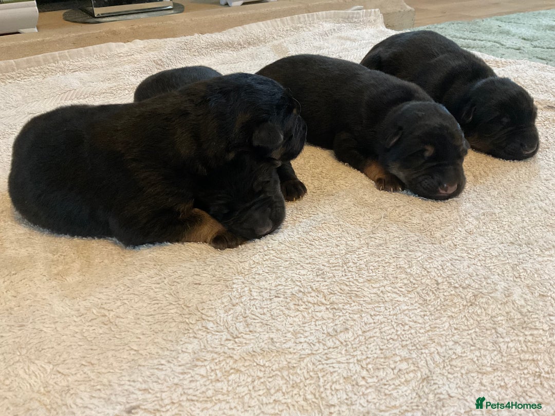 German Shepherd dogs for sale: Quality litter show line/working line puppy’s  - Advert 11