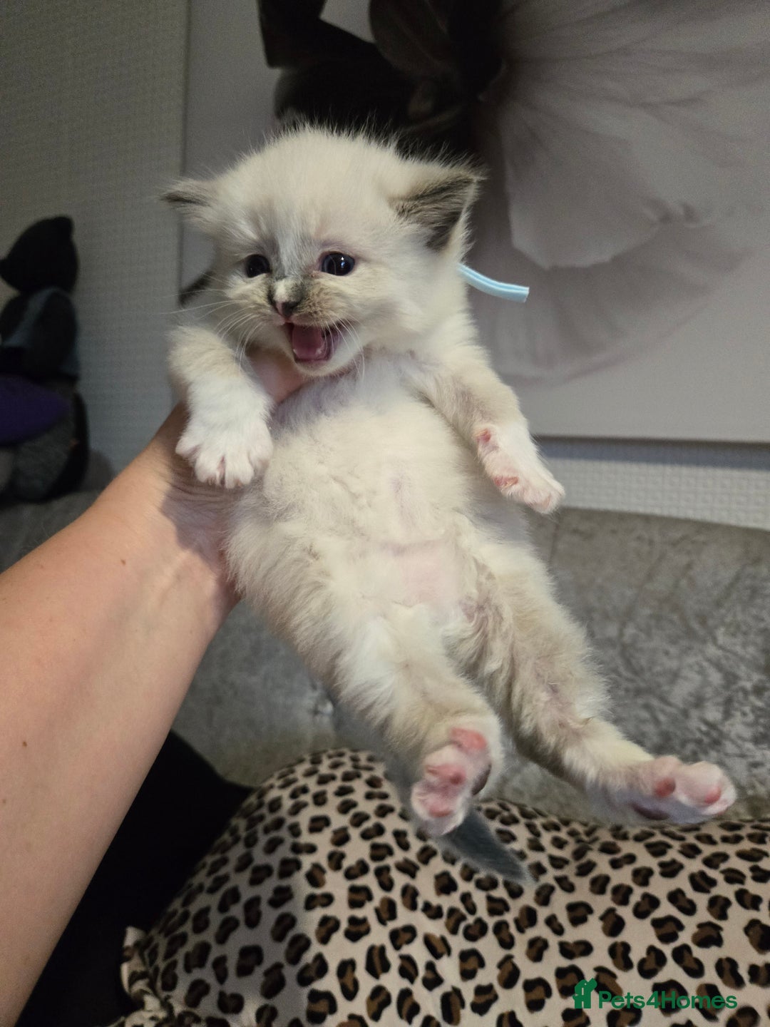 Ragdoll cats for sale: Mitted blue-point pure Ragdoll - Image 3