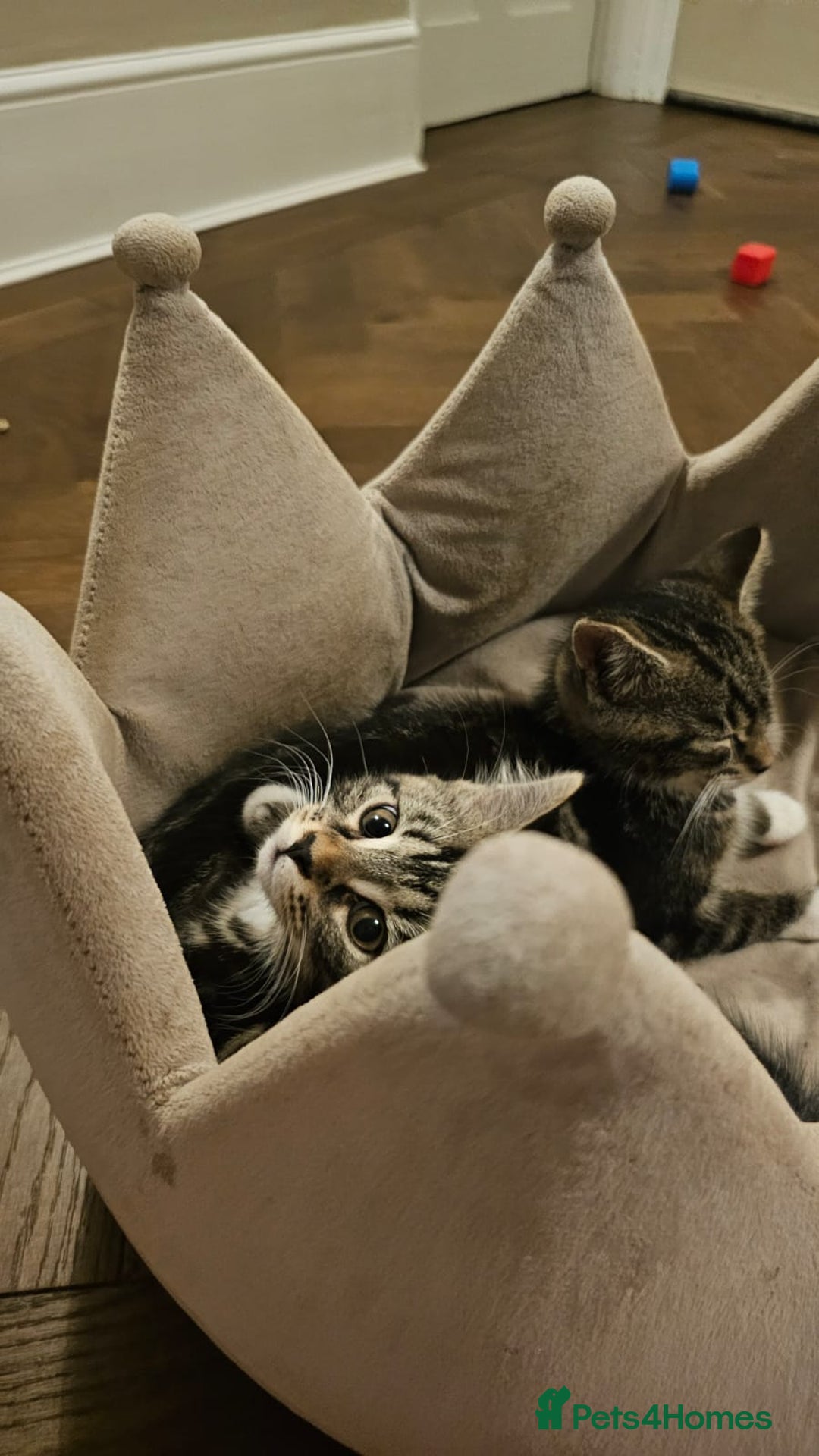Maine Coon cats for sale: Tabby Maine coon x kittens. Ready to leave - Image 8