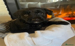 Cocker Spaniel dogs for sale: Cocker spaniel puppy’s  - Image 9