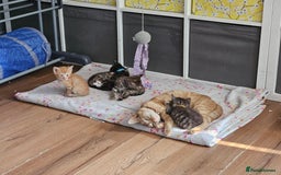 Domestic Shorthair cats for sale: Beautiful kittens  - Image 6