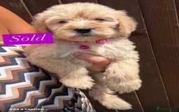 Goldendoodle dogs for sale: F1B GOLDENDOODLE PUPPIES 2 BOYS AVAILABLE  in Farnham - Image 11