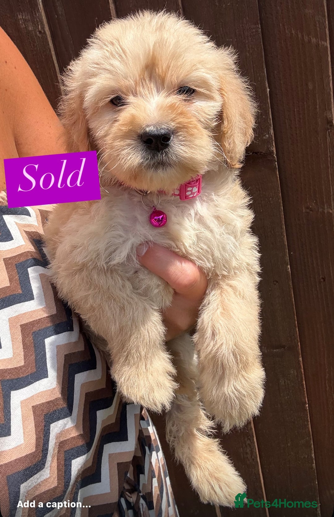 Goldendoodle dogs for sale: F1B GOLDENDOODLE PUPPIES 2 BOYS AVAILABLE  in Farnham - Image 11