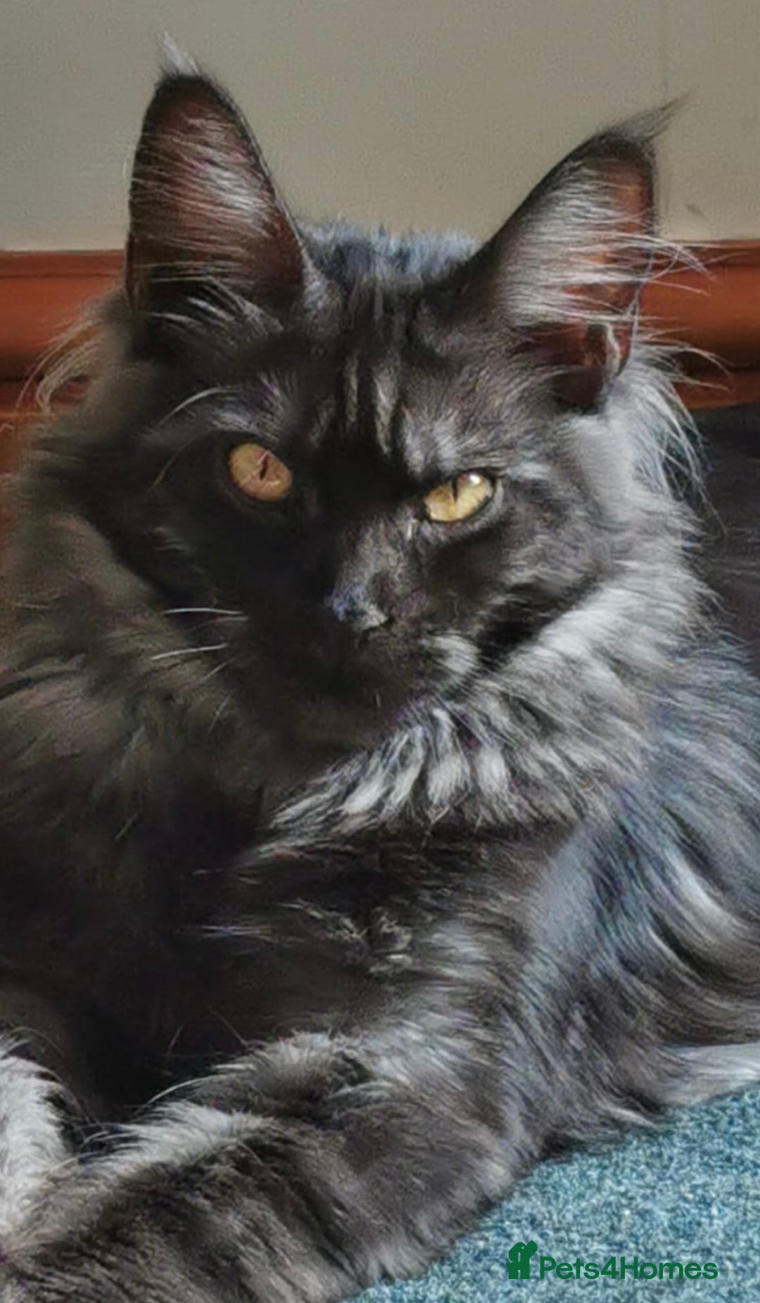 Maine Coon cats for sale: Maine Coon Kitten - Male - Image 14
