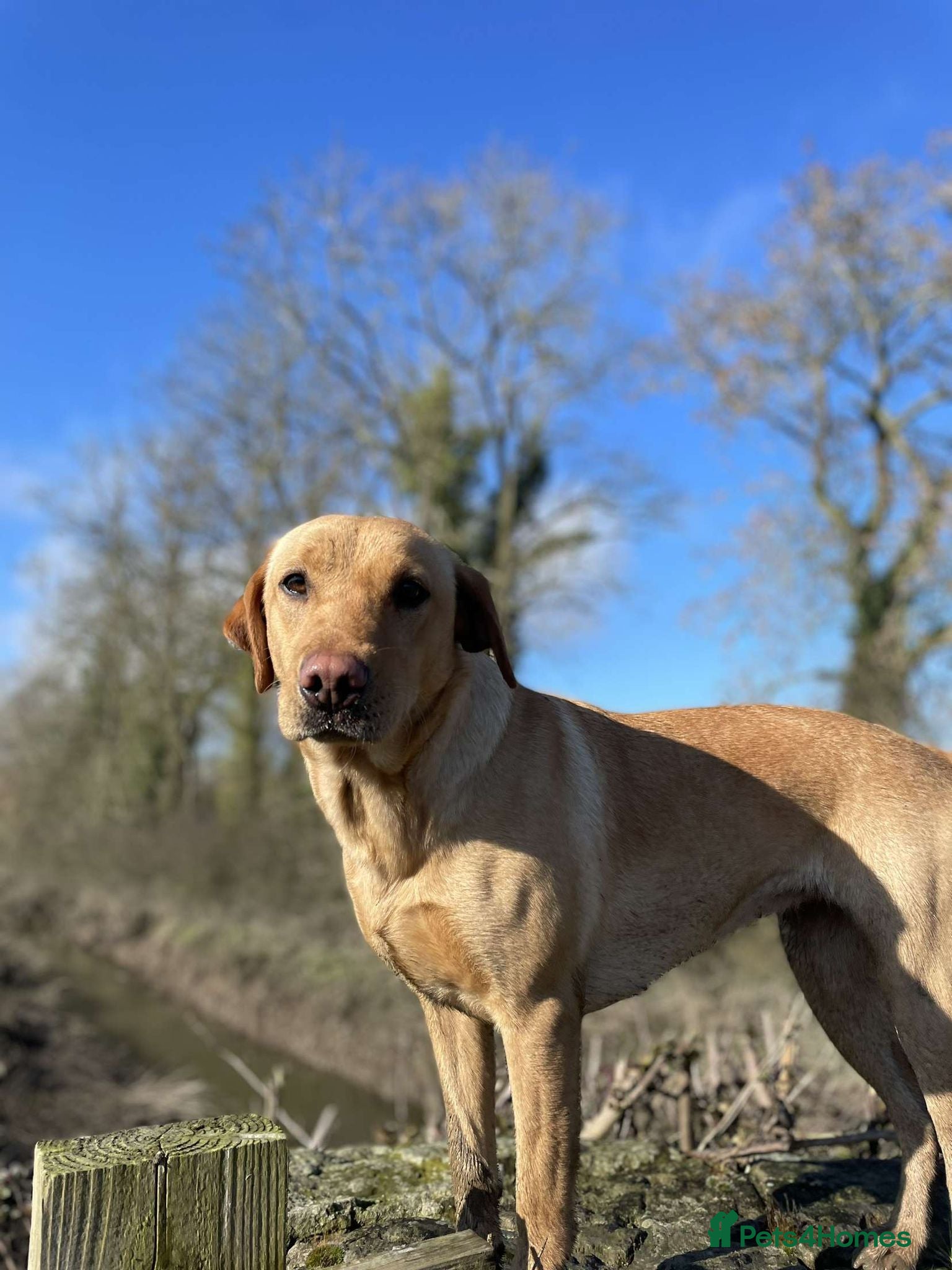 Labrador Retriever dogs 8 beautiful labradors for sale.  - Advert 1