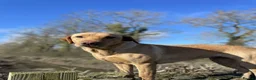 Labrador Retriever dogs for sale: 8 beautiful labradors for sale.  - Advert 1