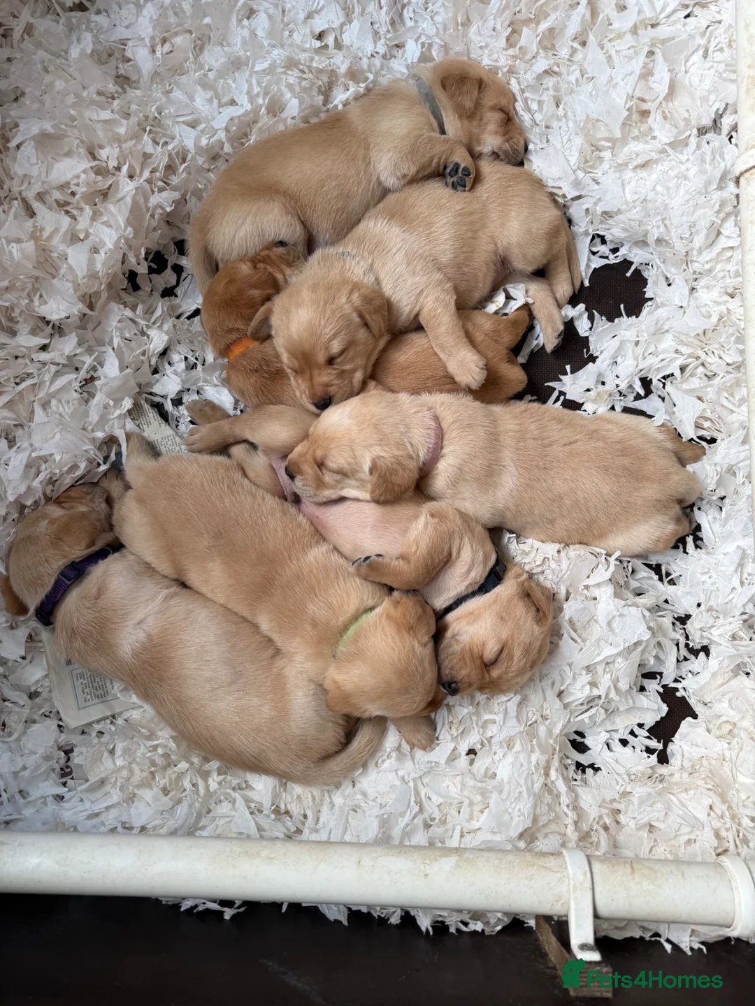 Labrador Retriever dogs for sale: K.C.Reg Superb Labrador Puppies - Advert 1
