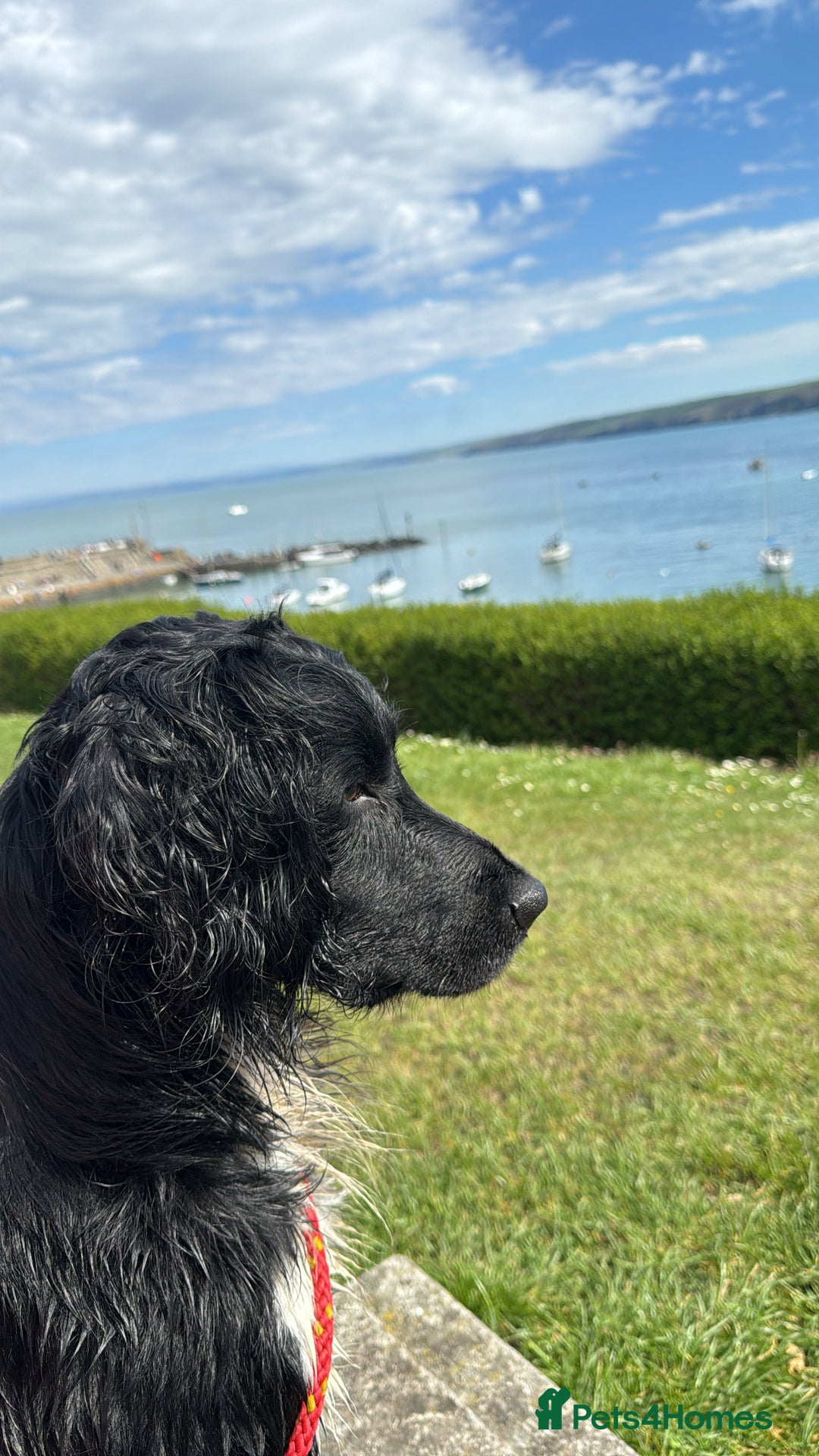 English Springer Spaniel dogs for stud: KCRegistered Working English Springer Spaniel Stud - Advert 5