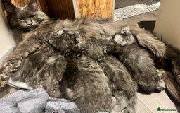Maine Coon cats for sale: STUNNING MAINE COON KITTENS BLUE SMOKE (tica reg ) - Image 32