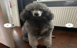 Labradoodle dogs for sale: F1 beautiful standard labradoodles - Image 25