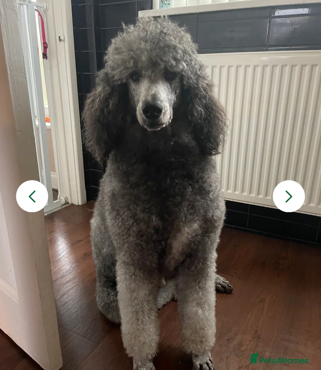 Labradoodle dogs for sale: F1 beautiful standard labradoodles - Image 25