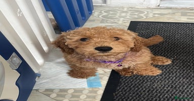 Goldendoodle dogs in Brough - Advert 2