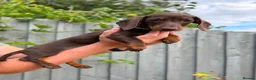 Miniature Dachshund dogs for sale: *KC Reg Miniature Dachshund Puppies available * - Advert 3