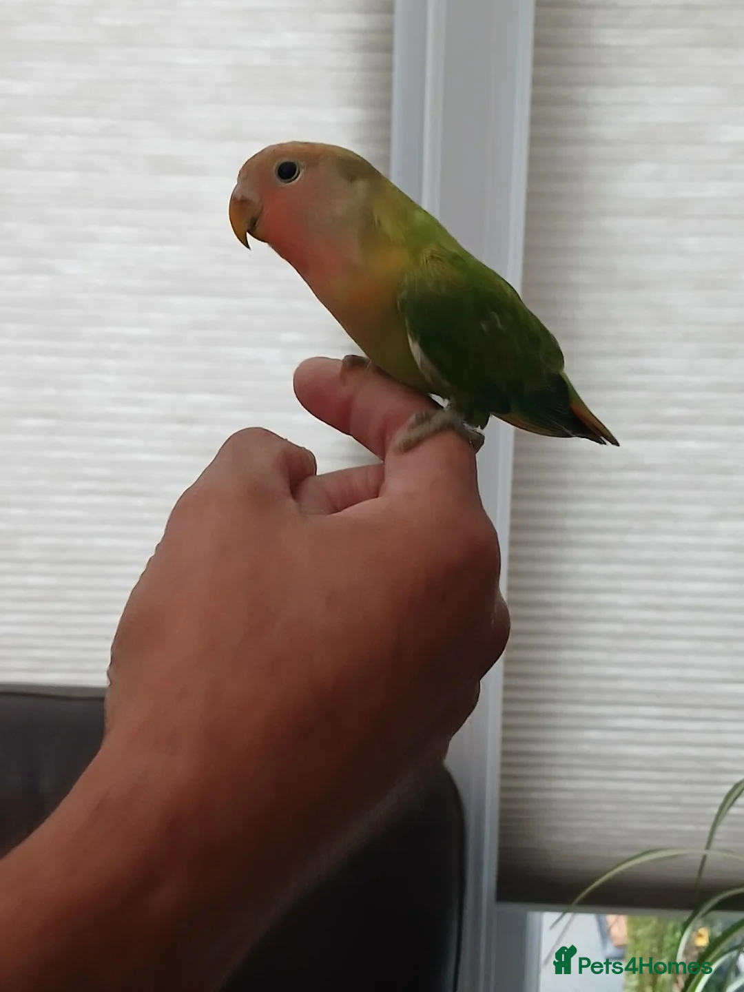 Lovebirds birds for sale: Handreared peachface lovebirds  - Advert 2