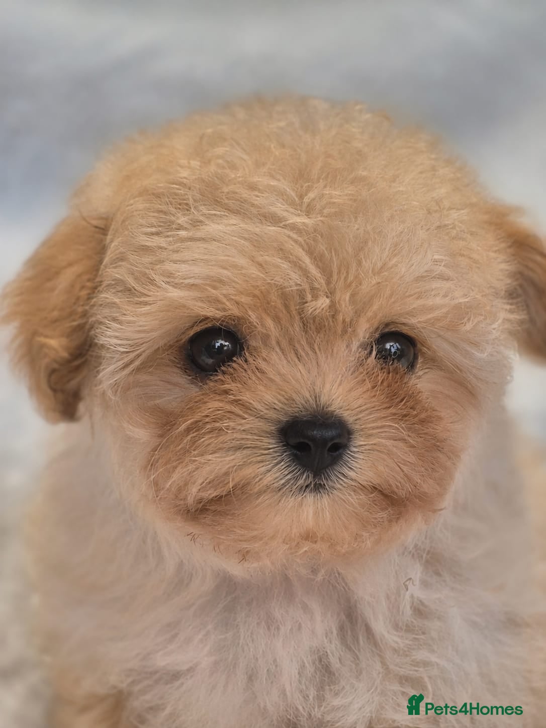 Maltipoo dogs Amazing TINY Korean Maltipoo Female Puppies. - Advert 2