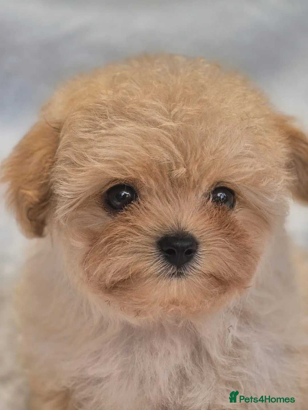 Maltipoo dogs for sale: Amazing TINY Korean Maltipoo Female Puppies. - Advert 2