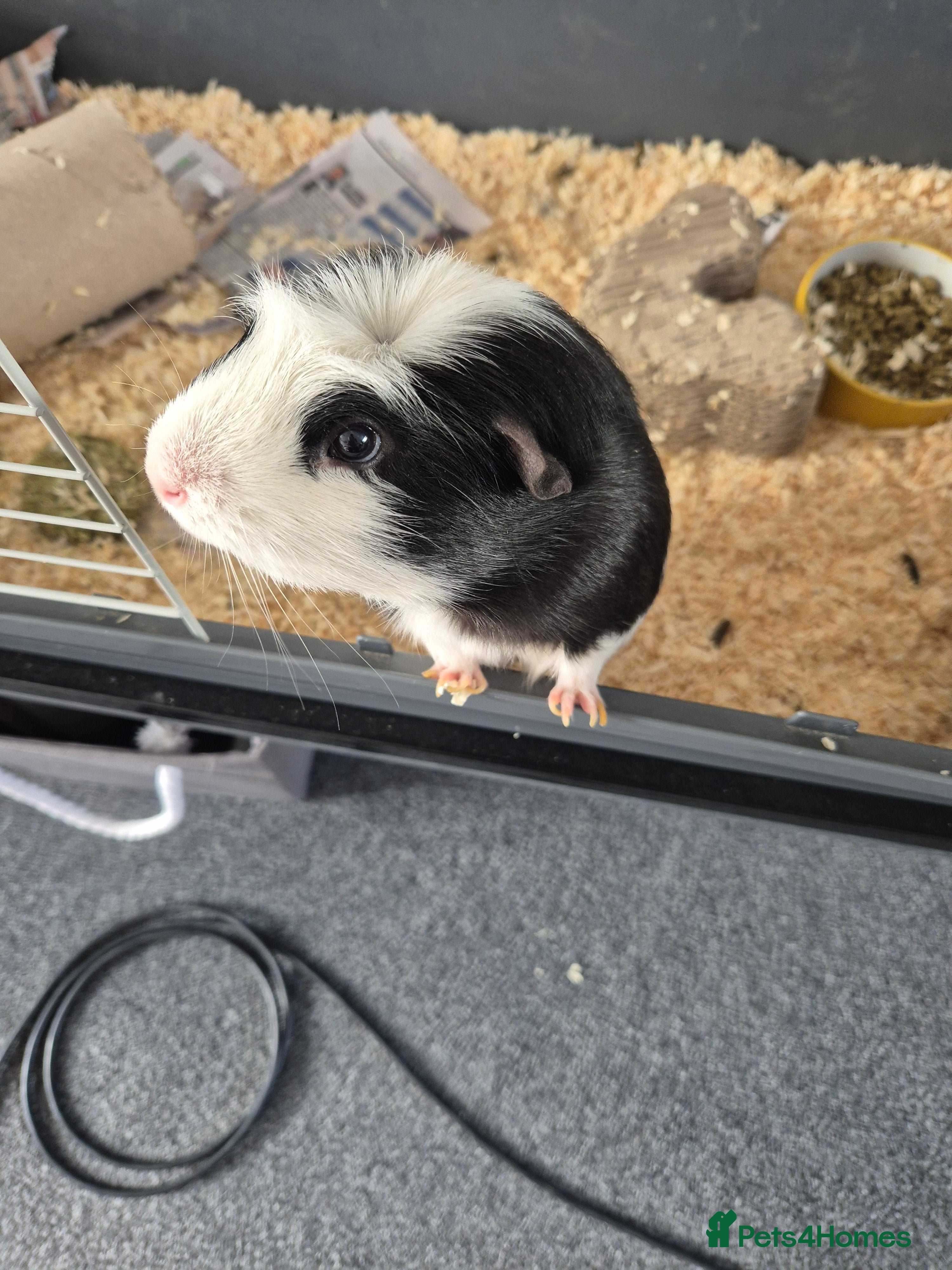 Guinea Pig rodents 2 male guinea pigs - Advert 8