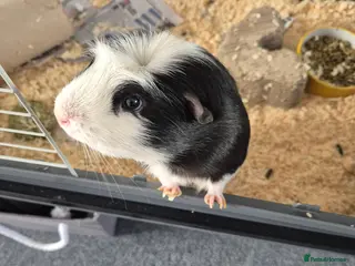 Guinea Pig rodents 2 male guinea pigs - Advert 8