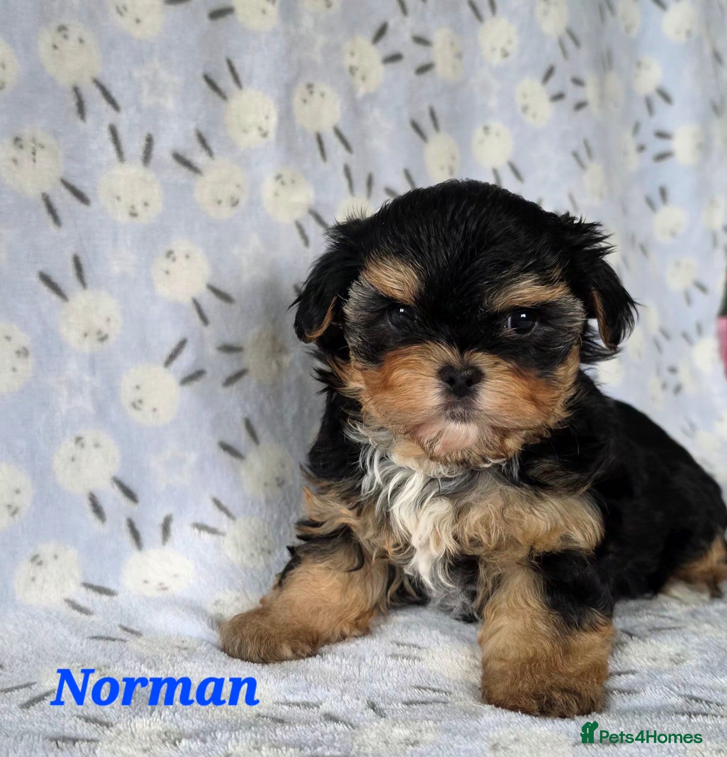 Yorkshire Terrier dogs 1 pup left  - Advert 17