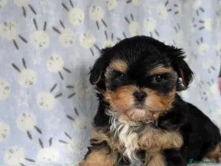 Yorkshire Terrier dogs 1 pup left - Advert 17
