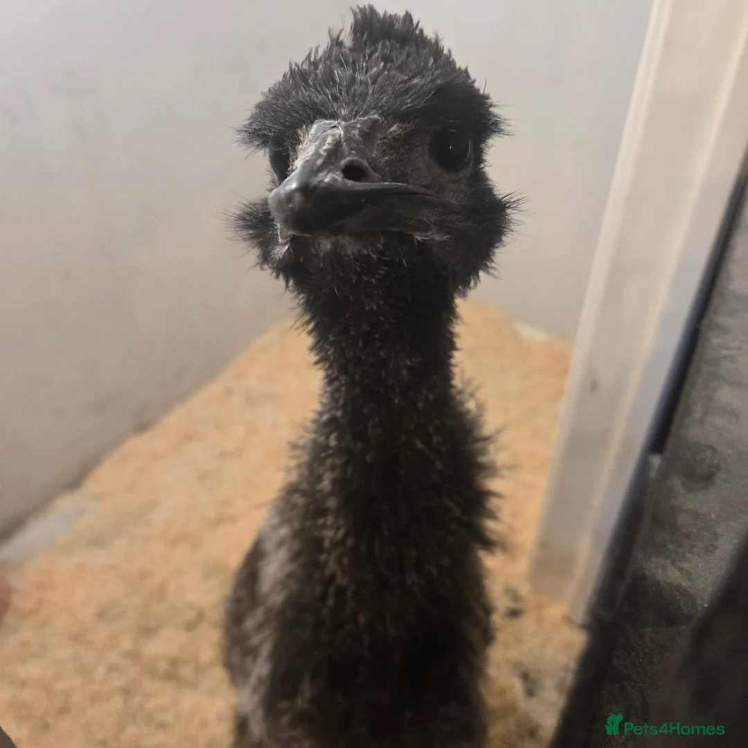 Emus poultry for sale: Emu female for sale hatched my me loves people  in Telford - Advert 2