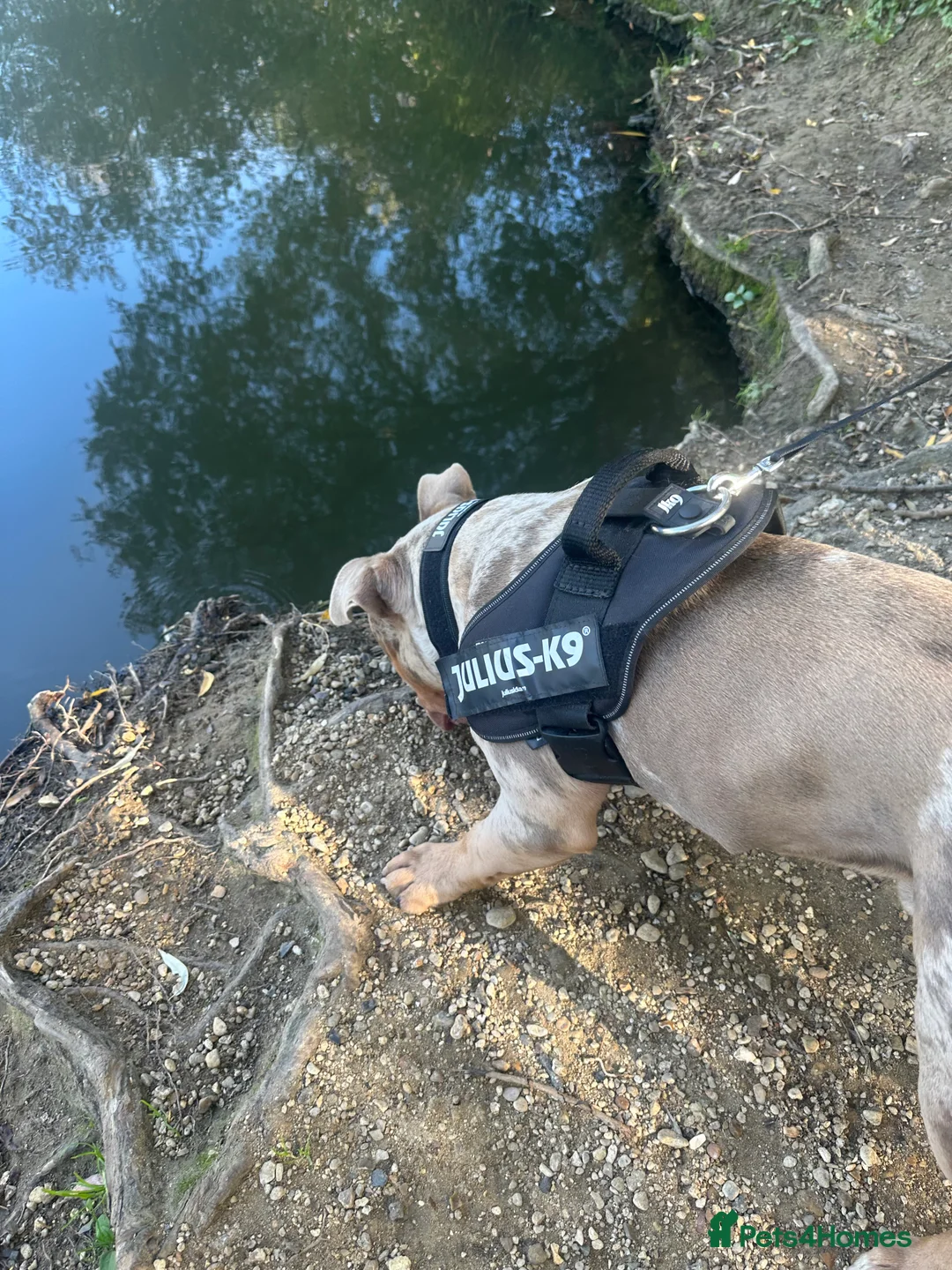 American Bulldog dogs for sale: Ace 🩵 - Advert 3