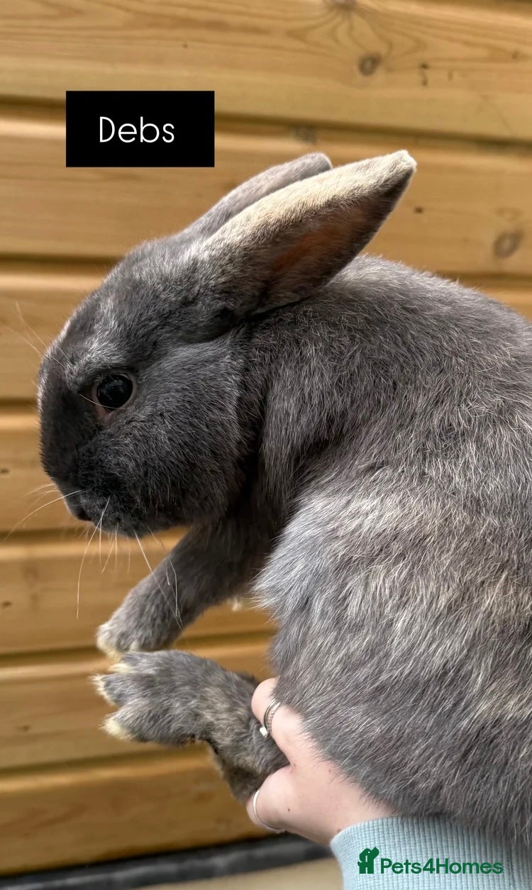 Mixed Breed rabbits Debs  - Advert 1
