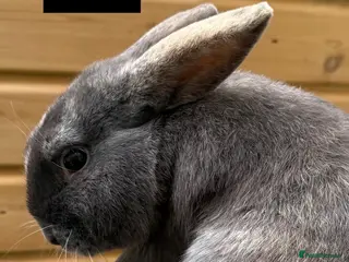 Mixed Breed rabbits Debs - Advert 1