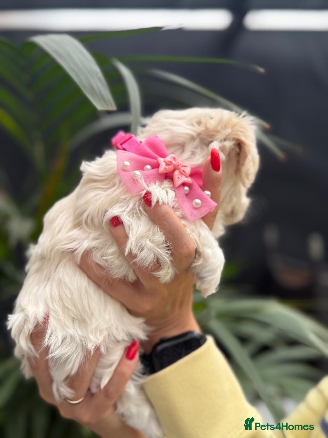 Maltipoo dogs for sale: ❤️Maltipoo beutifull puppies healthy checked❤️😍🥰 - Image 9