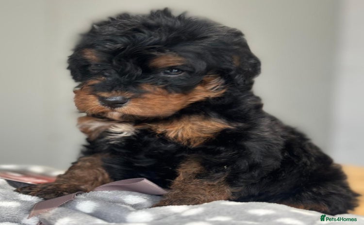 Bernedoodle dogs - Advert 1