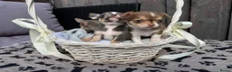 Chihuahua dogs for sale: 🐶Tiny exquisite RARE blue, Lilac & Chocolate Tri  - Advert 31