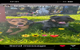 Patterdale Terrier dogs for sale: ❤️❤️Rosie & bobs litter ❤️❤️ - Image 17