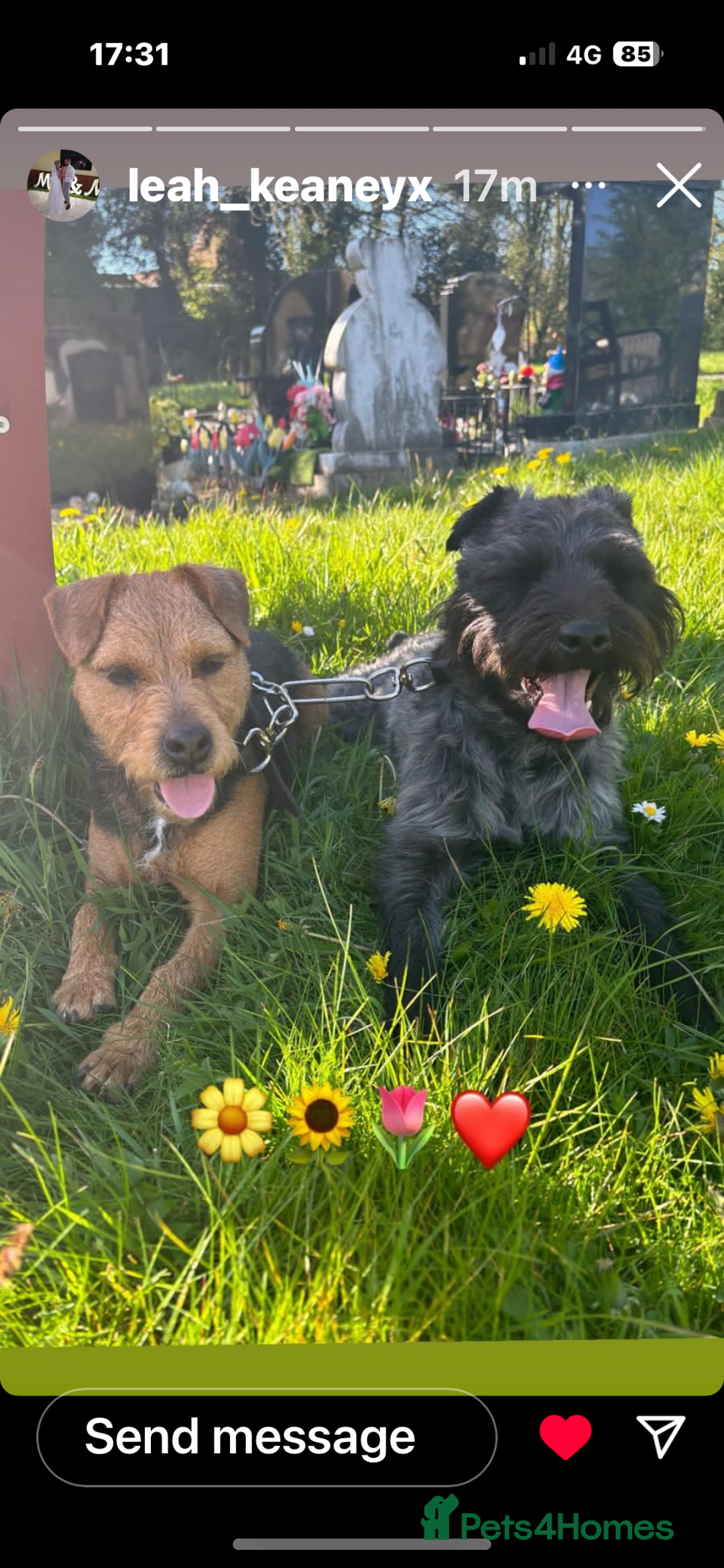 Patterdale Terrier dogs for sale: ❤️❤️Rosie & bobs litter ❤️❤️ - Image 17