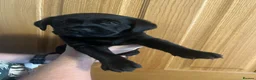 Labrador Retriever dogs for sale: Ready now! Female black Labrador - Advert 31